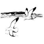 Dua burung camar herring dalam penerbangan vektor gambar